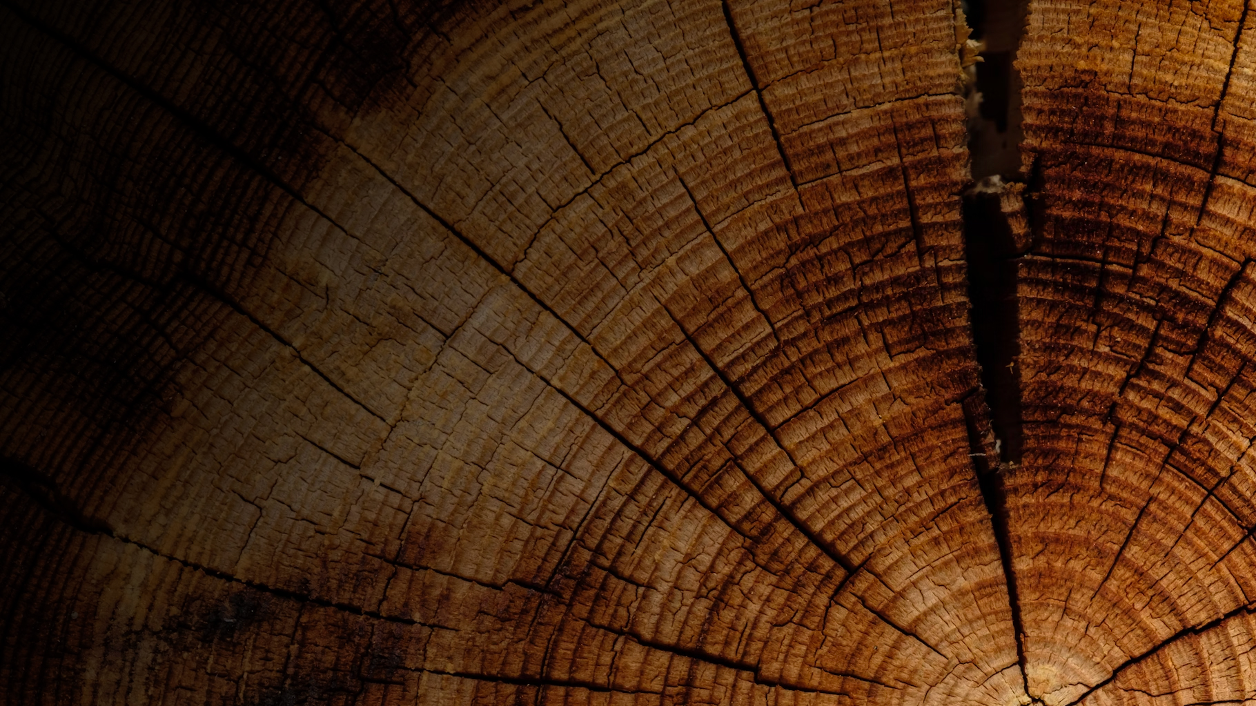 Espécies de madeira